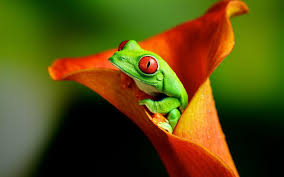 High quality tapestries designed and sold by independent artists around the world. Best Wallpapers Enjpg