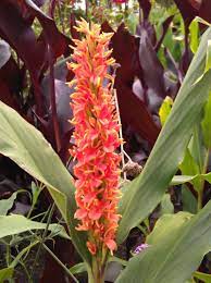 Hedychium Densiflorum Stephen Ginger Lily Family Zingiberaceae Originating From Nepal A Strong Robust Ginger Tropical Flower Plants Lily Plants Plants
