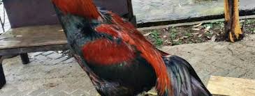 Bentuk & ukuran kandang indukan ayam penghasil bibit ayam berkualitas ♒link terkait♒ ramuan. Ternak Ayam Bangkok Tukang Taman Jogja Jasa Taman Di Jogja