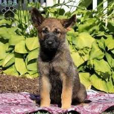 Find german shepherd dog puppies and breeders in your area and helpful german shepherd dog information. Sadie Belgian Malinois Mix Puppy For Sale In Pennsylvania Belgian Malinois Malinois Puppies