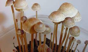Hawaii Lawmakers Introduce Plan To Study Psychedelic Mushrooms With Goal Of Legalizing Access Marijuana Moment