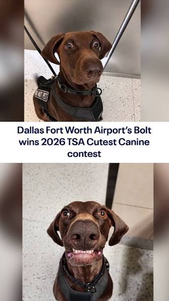 Meet the nation’s newest top dog! 🐾 Bolt, a 3-year-old German Shorthaired Pointer at Dallas Fort Worth International Airport (DFW), was just crowned the winner of the 2026 TSA Cutest Canine Contest! ...