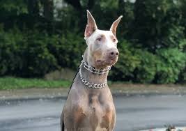 9 Dazzling Doberman Colors Coats Markings Pictures