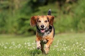 Beagle Dog Breed Information Pictures Characteristics