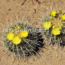 There are over a dozen species of barrel cactus that produce edible fruits.some of the small fruits are a tiny facsimile of a pineapple. Ferocactus Wislizeni Yellow Yellow Fishhook Barrel Cactus Buy Seeds At Rarepalmseeds Com