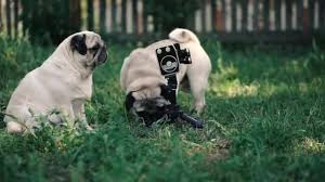 Kopegin Ciftlesme Stok Video Telif Haksiz Kopegin Ciftlesme Cekimler Depositphotos