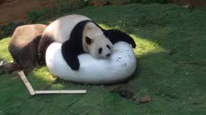 Haiwan ini hampir pupus di sebabkan oleh ketamakan manusia yang terus mencemarakan alam sekitar tanpa henti. Panda China Di Malaysia Wikipedia Bahasa Melayu Ensiklopedia Bebas