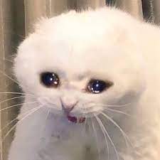 Bongos a d a d Sad Cat Blank Template Imgflip