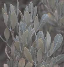 Image result for Searsia magalismontana x pyroides