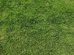 Carpet grass / lawn grass growing through easy and best wayin this video carpet grass or lawn grass growing process has been demonstrated through proper way. Carpet Grass At Rs 11 Square Feet Bengaluru Id 3520801330