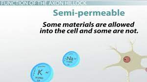 Axon Hillock Definition Function Video Lesson Transcript Study Com