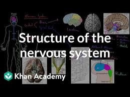 structure of the nervous system video khan academy