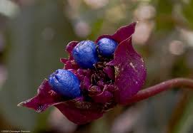 Image result for Psychotria auxopoda