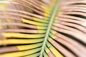 Maybe you would like to learn more about one of these? Sago Palm Problems Gardenerdy
