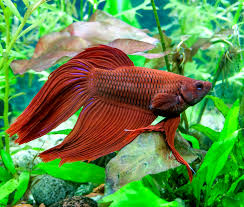 Do Betta Fish Sleep Lovetoknow