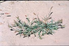 Image result for Cenchrus