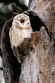 Spotted Owl Yawning In Tree By Arco Images Spotted Owl Beautiful Owl Owl