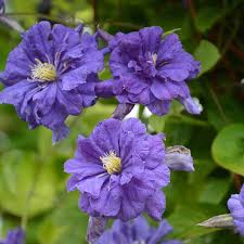 Image result for Clematis