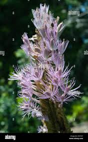 Image result for Podostemaceae