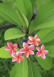 Pure yellow plumerias stay fresh the longest. Fertilizer Requirements For Plumeria Tips On Fertilizing Plumeria Plants