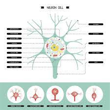Animal cells, which are the fundamental units of life in the animal kingdom, are eukaryotic cells. Cell Specialization Explained With Examples Biology Wise
