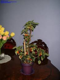 Image result for Impatiens niamniamensis