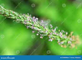 Image result for Plantaginaceae