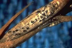 Image result for didymascella thujina