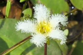 Image result for Menyanthaceae