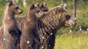 Maybe you would like to learn more about one of these? Free Download Bears Hd Wallpaper Picture Of Bears Cute Brown Bear Hd Wallpaper 1200x750 For Your Desktop Mobile Tablet Explore 49 Hd Bear Wallpapers Cute Bear Wallpaper Teddy Bear