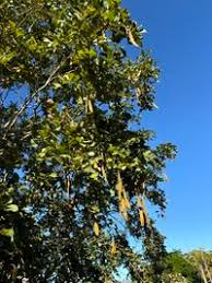 Image result for Millettia stuhlmannii