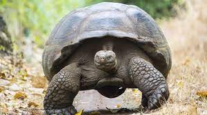 Warum Werden Schildkroten So Alt Welt Der Wunder Tv