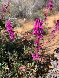 Image result for Tetragonia calycina