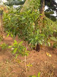 Image result for Sesbania keniensis