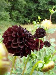 Black Dahlia Flower Hello Dahlia Flower Brained