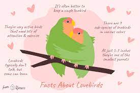 Facts About Lovebirds