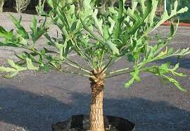 Image result for Cussonia spicata