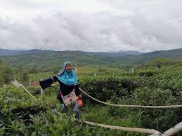 A trip to the tea garden is both educational and fun!new attraction is the. Jalan Jalan Minum Teh Di Sabah Tea Garden Ranau Sabah 2020