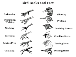 Bird Beaks And Feet Bird Beaks Animal Adaptations Bird
