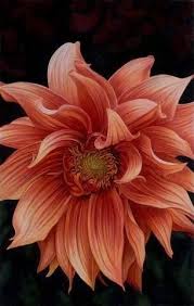 Cynthia Knox Fine Art Color Pencil Art Flower Art Flower Painting