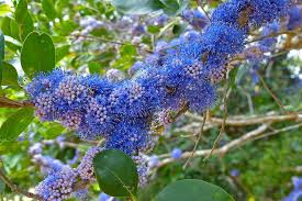 Image result for Memecylon myrianthum