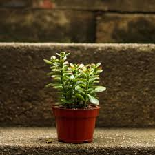 Maybe you would like to learn more about one of these? Crassula Ovata Obliqua California Red Tip Jade Plant Ed S Plant Shop