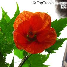 Image result for Abutilon sp.no.1