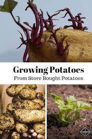 You can choose from hundreds of varieties, as well as names such as first early, second early and main crop. How To Grow Potatoes From Store Bought Potatoes Gardening Channel