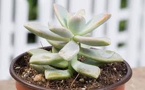 Es importante usar este tipo de suelo para cultivar tus suculentas. New York Calitate ExcelentÄƒ ColecÈ›ie NouÄƒ Fotos Suculentas Picturacameracopii Ro