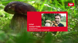 Grzyby 2020, grzyby w czerwcu, grzyby na orawie, borowik ceglastopory, koźlarz czerwony, drobnołuszczak jeleni, muchomor mglejarka, koralówka, śluzowce, rulik nadrzewny. Wysyp Grzybow W Maju Zobacz Zdjecia Z Lasu