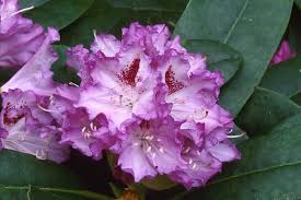 Rhododendron Blue Ensign Full Sun Use To Have But Was Damaged Beyond Hope When House Was Remodeled Would Love To Have Again I Would Like To Replace The