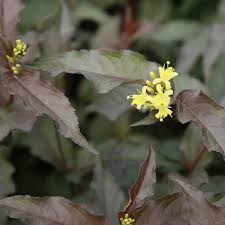 Check spelling or type a new query. Diervilla X Splendens Diva Deciduous Hardy Shrub Plant 9cm