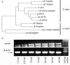 This vintage pantry step ladder is completely original and has the classic stained wood steps and a lovely period original red canvas covered. The Comparison Of Camel To Other Proteins Of L1 Cam Family Of Proteins Download Scientific Diagram