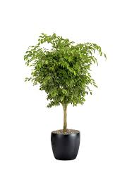 Image result for Ficus benjamina